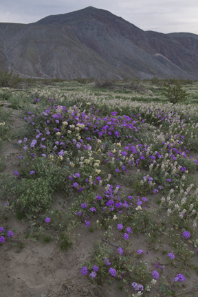 Anza Borrego